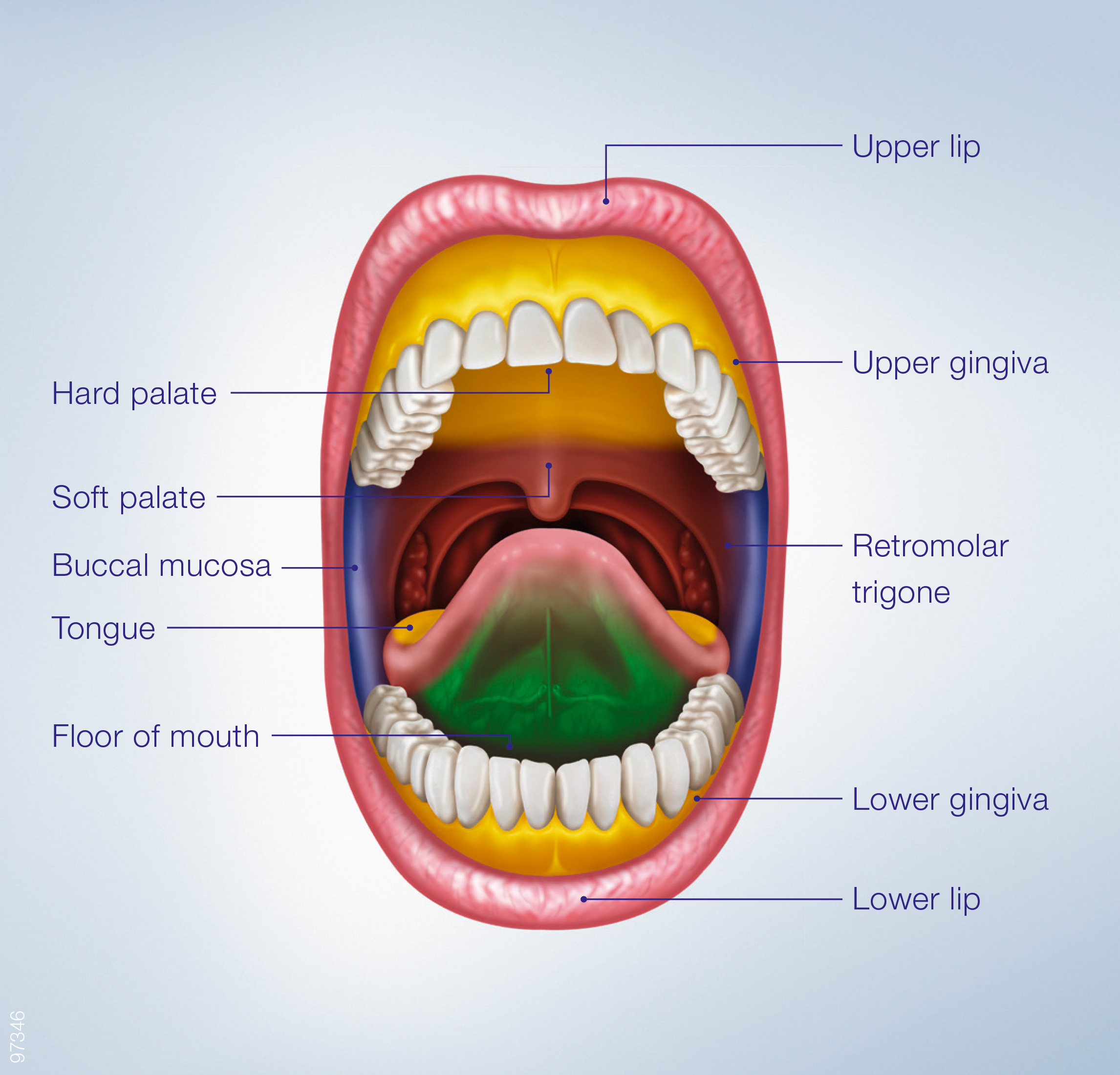 Oral Cavity Labeled Anatomy | Images and Photos finder